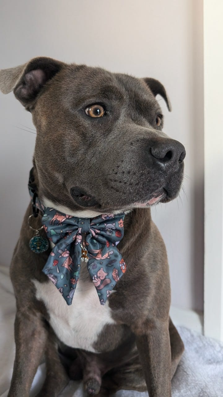 Woodland Wonderland Sailor Bow Tie for Dog - Pup Chic Boutique