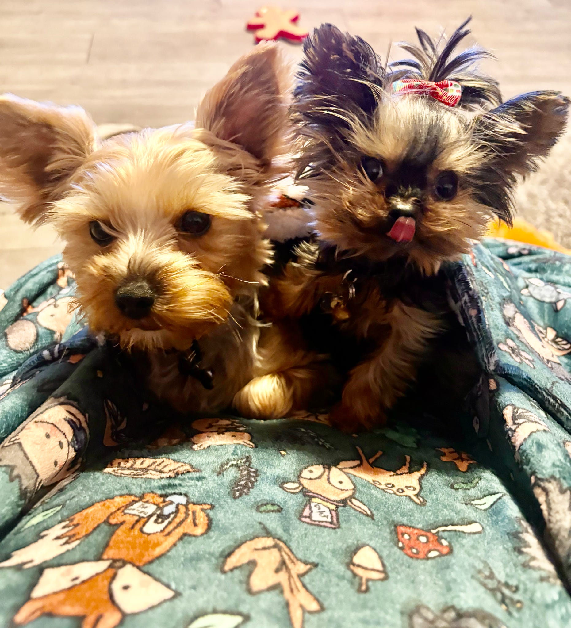 Woodland Wonderland Snuggle Pup Hoodie Wearable Blanket - Pup Chic Boutique