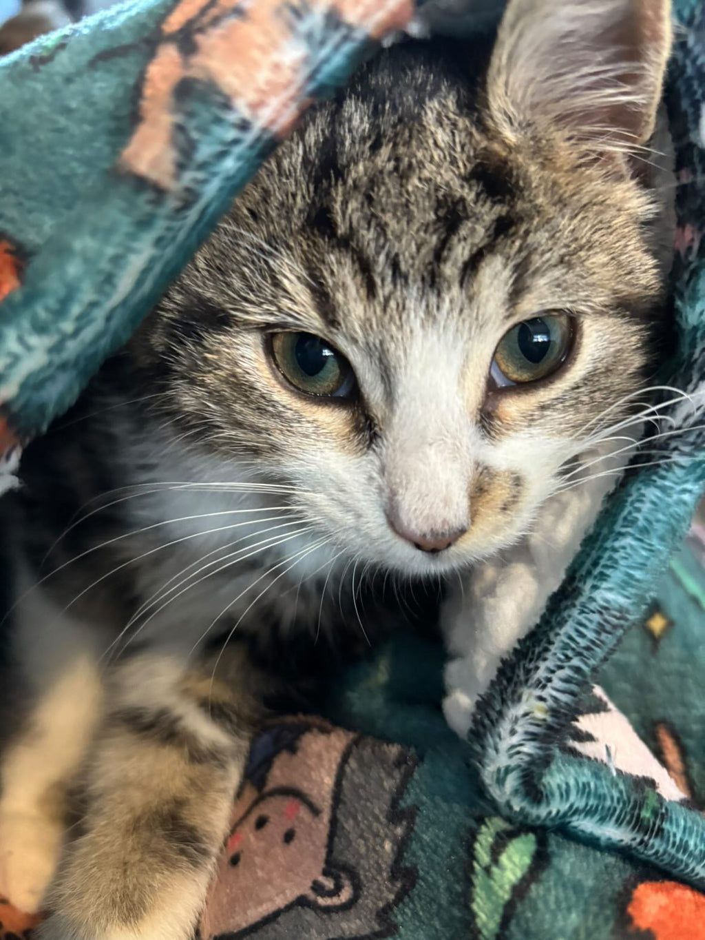 Woodland Wonderland Snuggle Pup Hoodie Wearable Blanket - Pup Chic Boutique