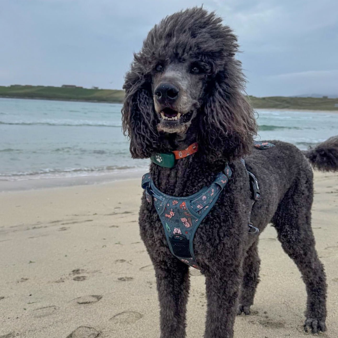 Woodland Wonderland Tactical Dog Harness - Pup Chic Boutique