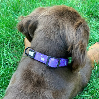 Daydreams and Unicorns Collar - Pup Chic Boutique