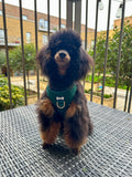 Emerald City teddy fleece adjustable harness - green fleece dog harness