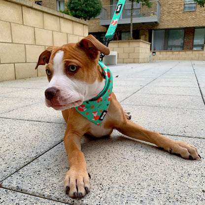 Inquisitive Fox Cooling Bandana - Pup Chic Boutique