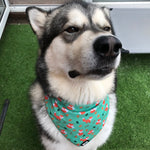 inquisitive fox cooling bandana