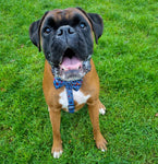 artful dogster large strap harness