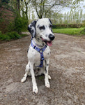 artful dogster large strap harness