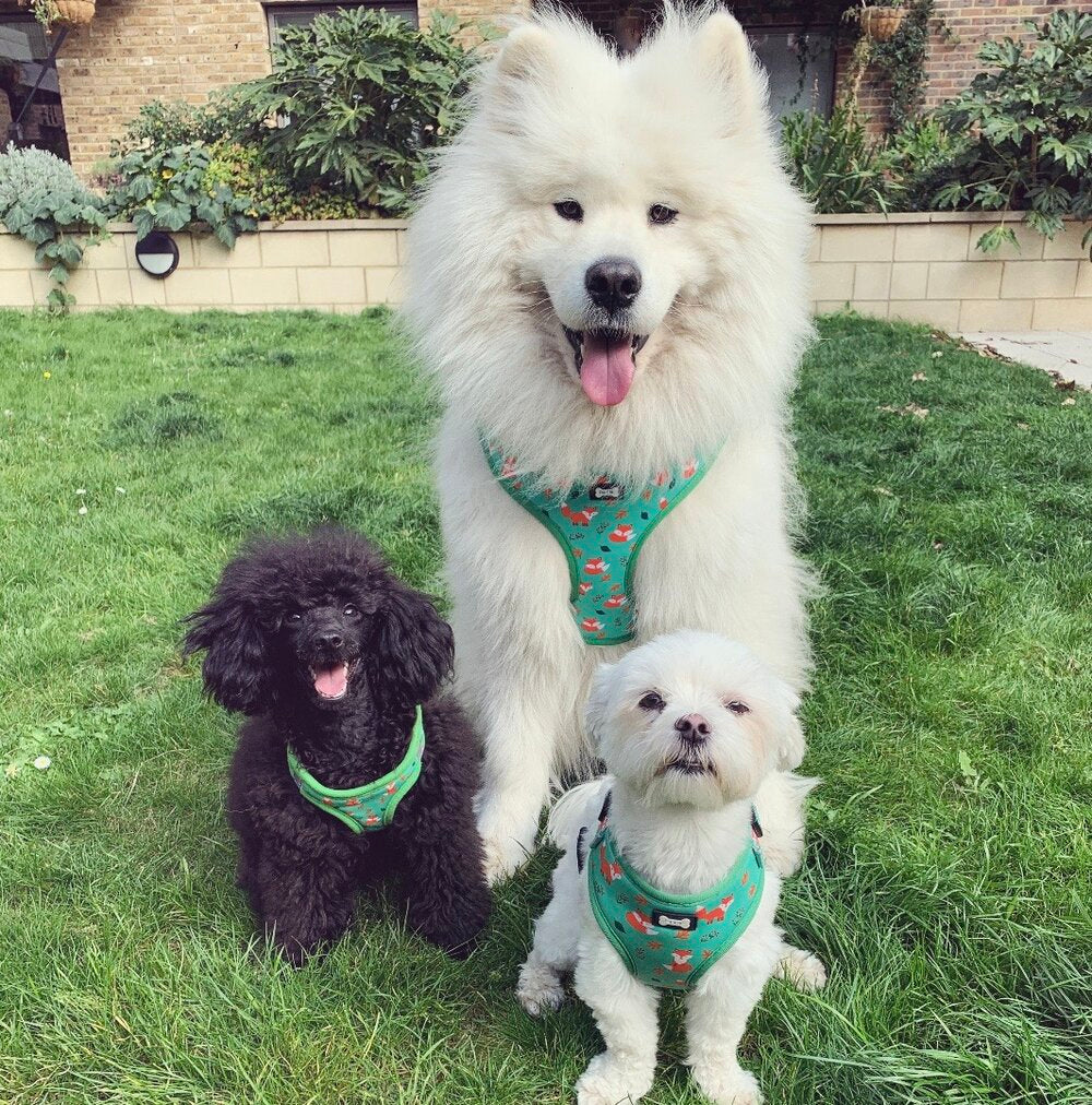 Inquisitive Fox Adjustable Dog Harness - Pup Chic Boutique