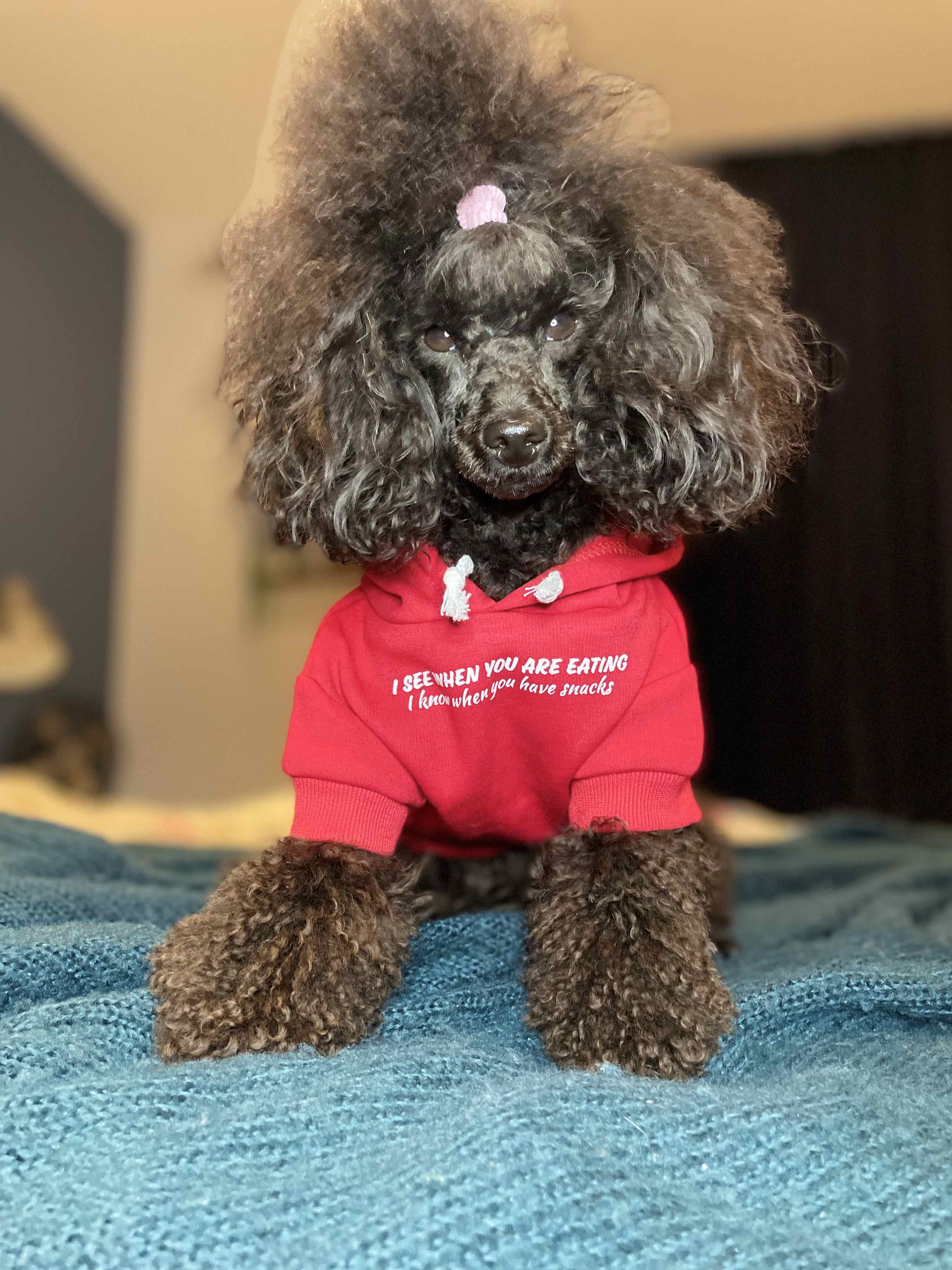 Bespoke dog hoodie - Red - Pup Chic Boutique