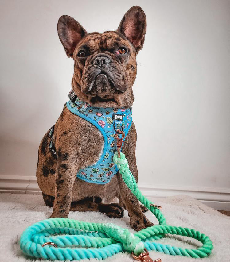 island breeze step-in adjustable harness - blue hawaiian dog harness