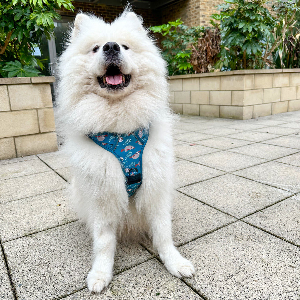Lazy Sloth Tuff Stuff dog harness - three clip teal dog harness with handle - Pup Chic Boutique