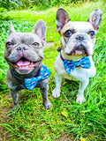 lazy sloth bow tie