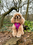 Peacock Power Adjustable Harness - hot pink peacock feather dog harness
