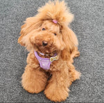 my first harness - daydreams and unicorns puppy harness