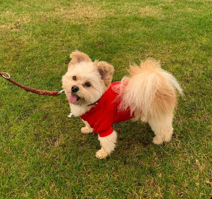 Bespoke dog hoodie - Red - Pup Chic Boutique