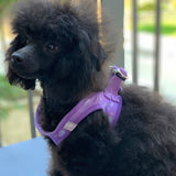 my first harness - daydreams and unicorns puppy harness