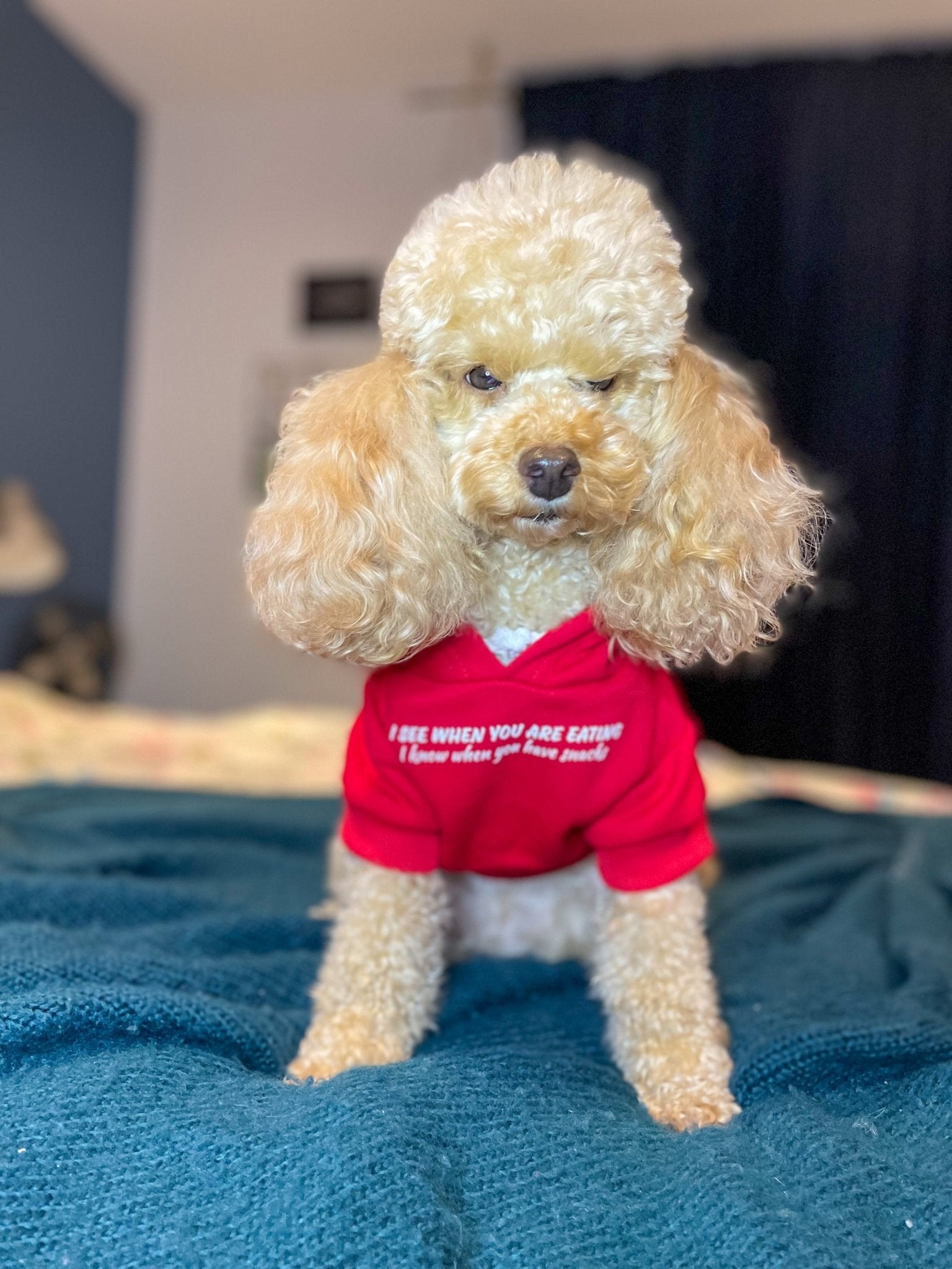 Custom dog hoodie - personalised dog hoodie - Pup Chic Boutique