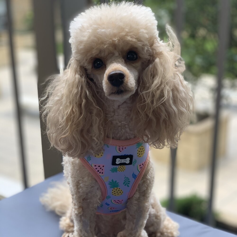Cutie Fruity Adjustable Dog Harness – Final Clearance (Only Size XL Left!) - Pup Chic Boutique