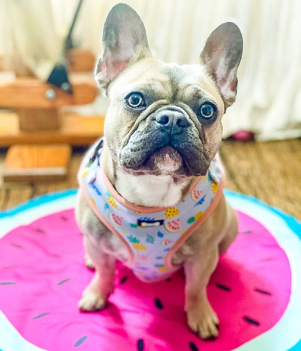 Cutie Fruity Adjustable Dog Harness – Final Clearance (Only Size XL Left!) - Pup Chic Boutique