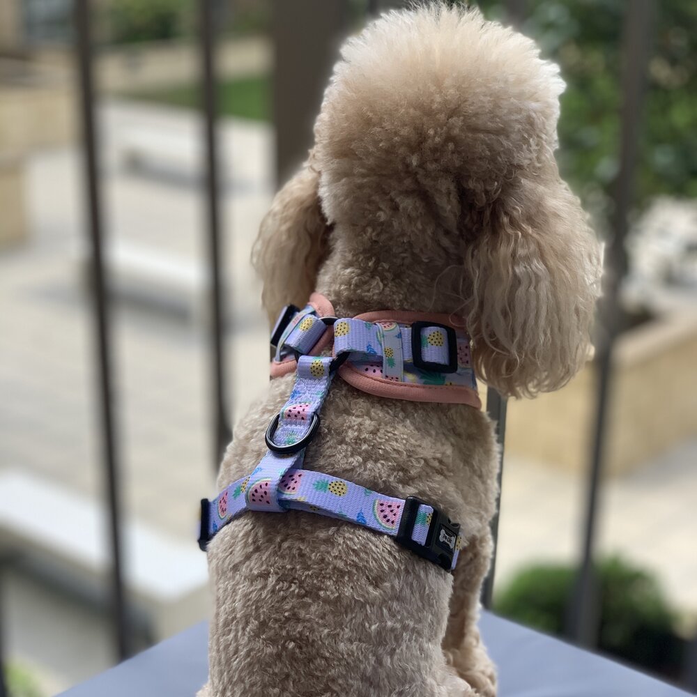 Cutie Fruity Adjustable Dog Harness – Final Clearance (Only Size XL Left!) - Pup Chic Boutique