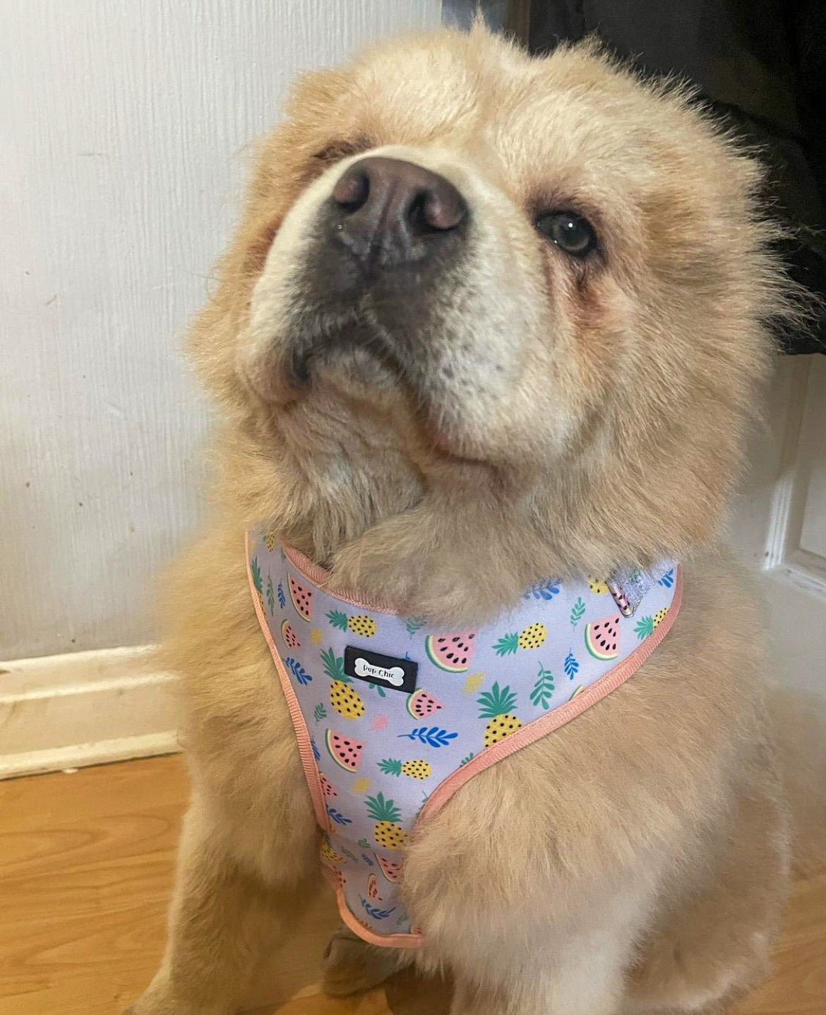 Cutie Fruity Adjustable Dog Harness – Final Clearance (Only Size XL Left!) - Pup Chic Boutique