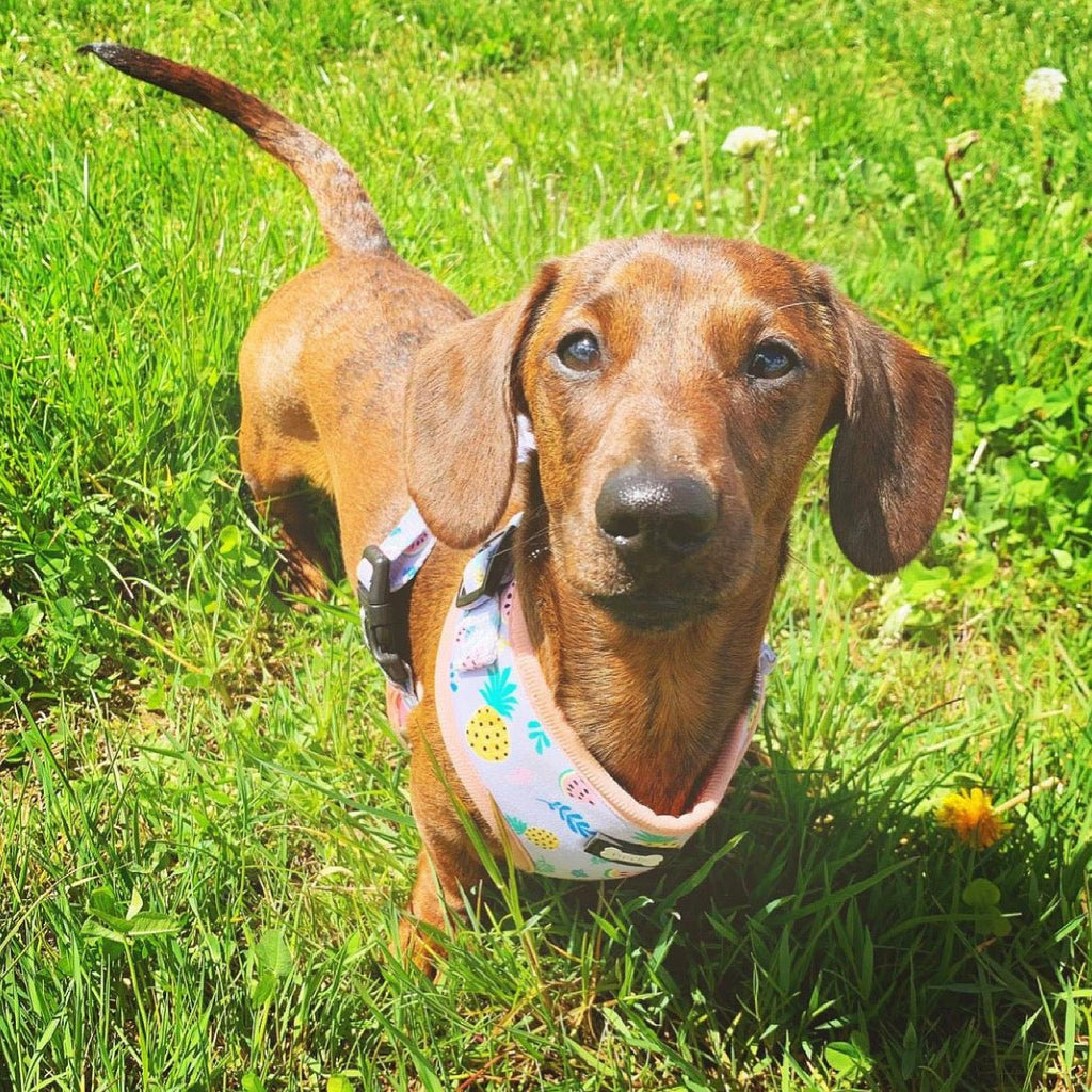 Cutie Fruity Adjustable Dog Harness – Final Clearance (Only Size XL Left!) - Pup Chic Boutique