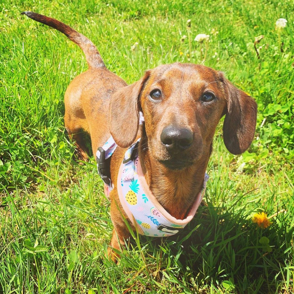 Cutie Fruity Adjustable Dog Harness – Final Clearance (Only Size XL Left!) - Pup Chic Boutique