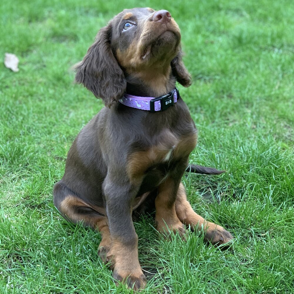 Daydreams and Unicorns Collar - Pup Chic Boutique