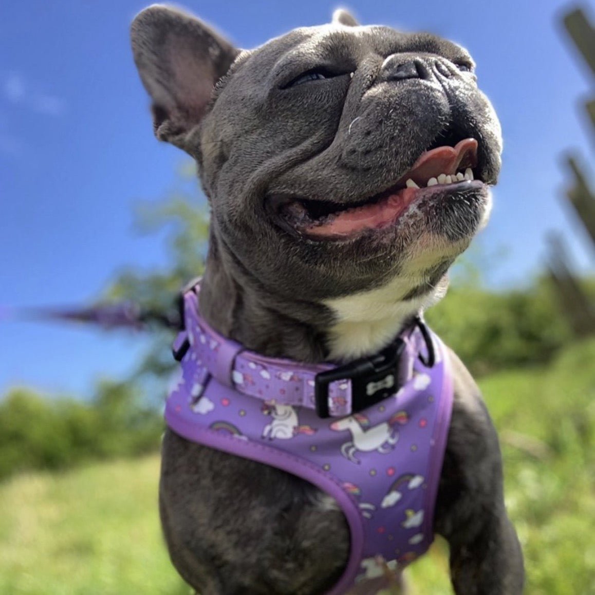 Daydreams and Unicorns Collar - Pup Chic Boutique