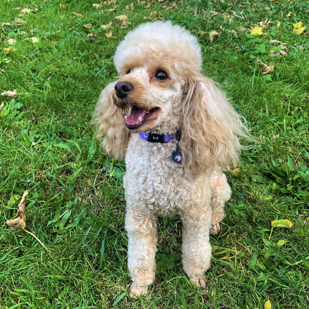 Daydreams and Unicorns Collar - Pup Chic Boutique