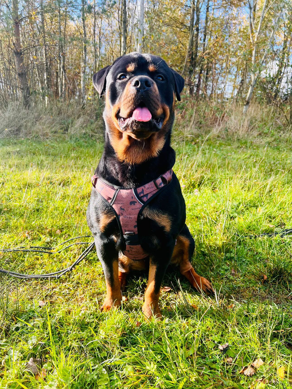 Wanderlust Tuff Stuff harness - old style - no pull harness with handle - Pup Chic Boutique