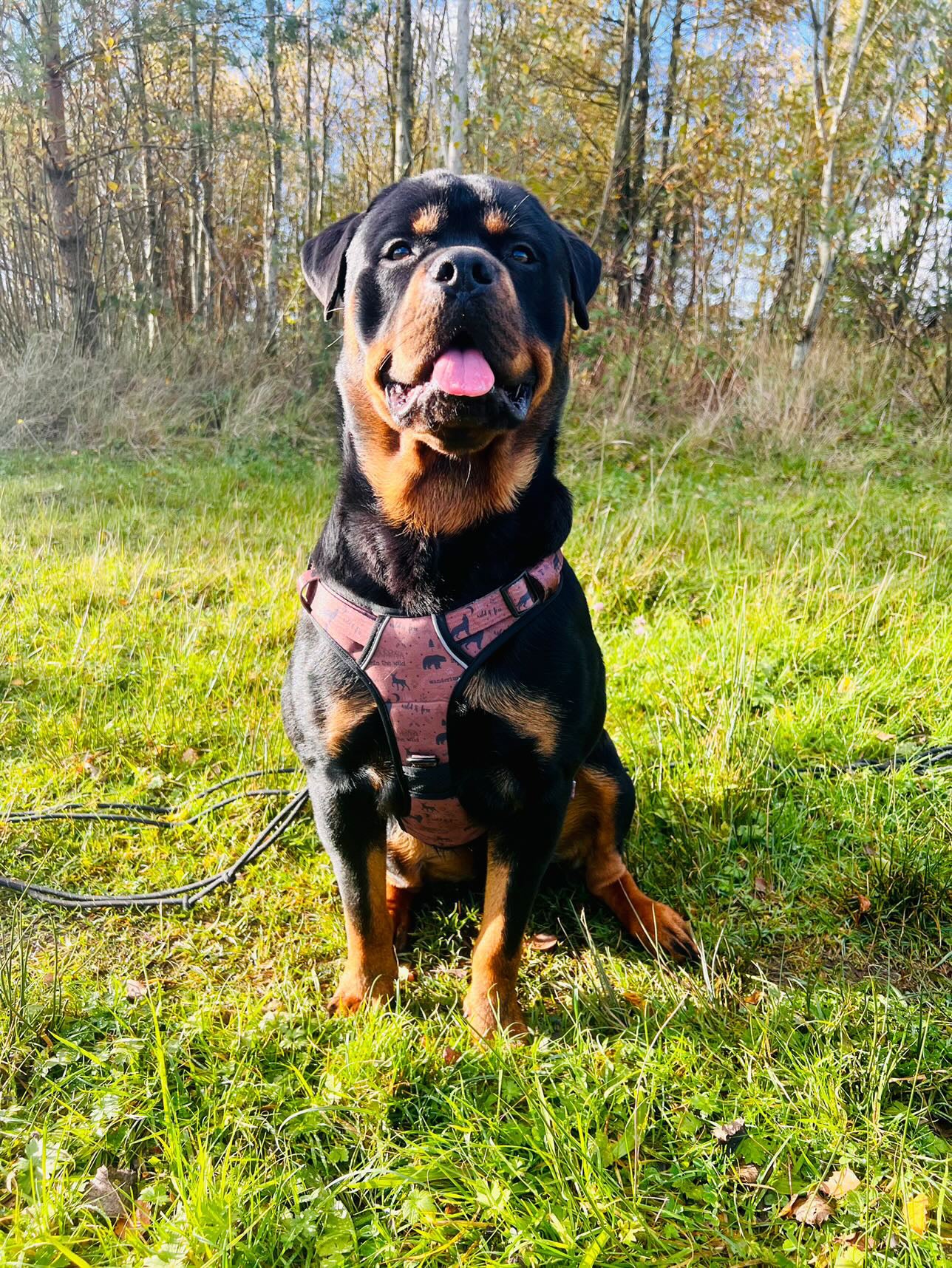 Wanderlust Tuff Stuff harness - old style - no pull harness with handle - Pup Chic Boutique