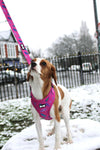 Peacock Power Lead - hot pink peacock feather dog leash