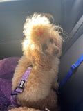 Daydreams and Unicorns dog seat belt clip
