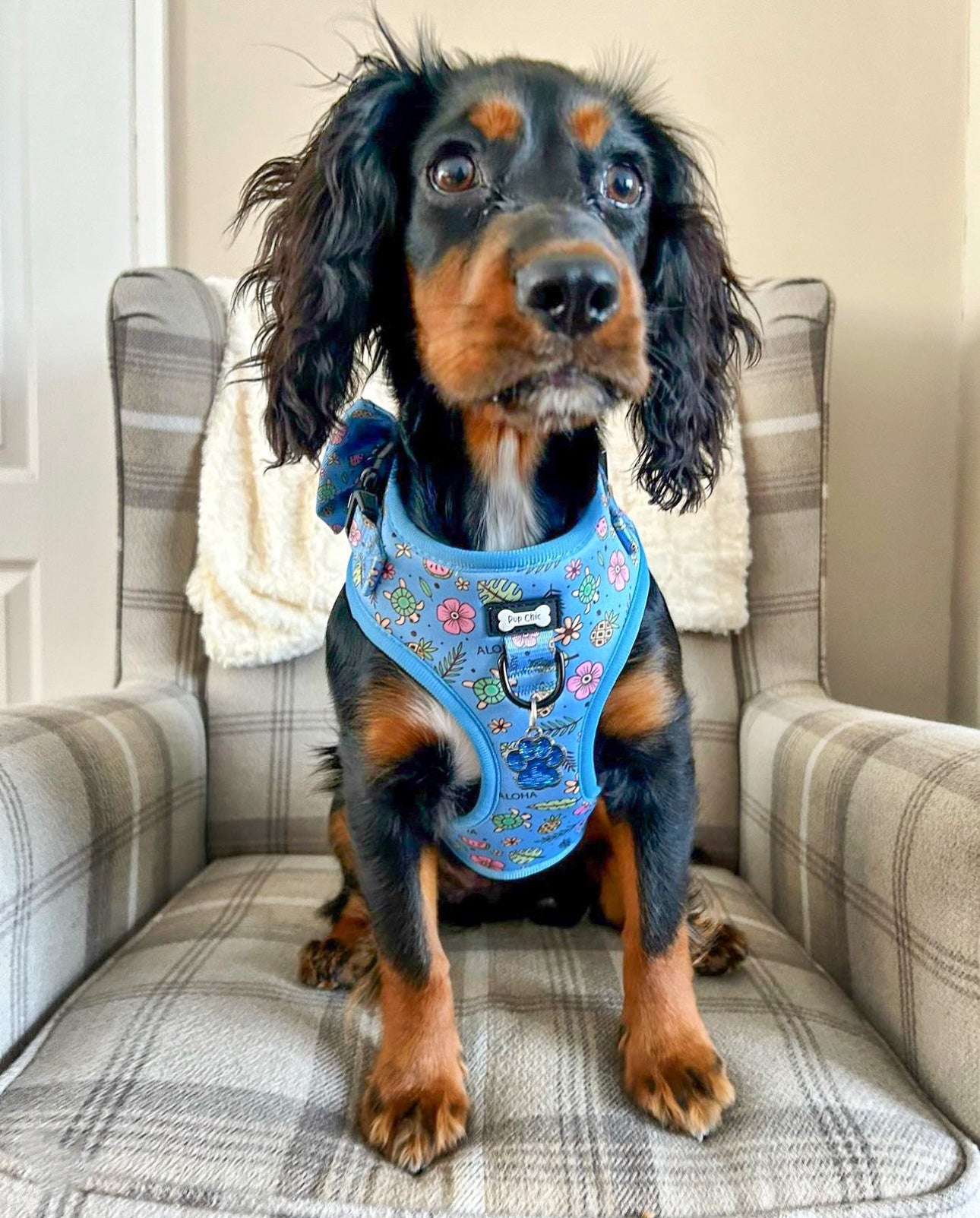 Island Breeze Step-in adjustable Harness - Blue Hawaiian dog harness