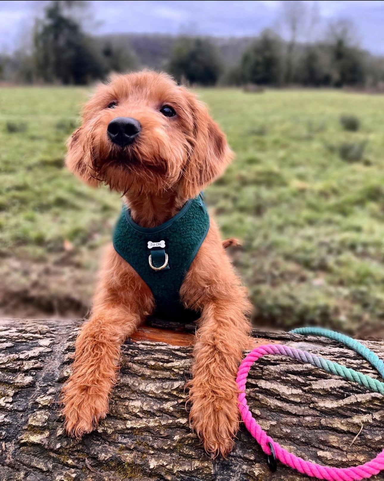 Emerald City teddy fleece adjustable dog harness green fleece dog harness