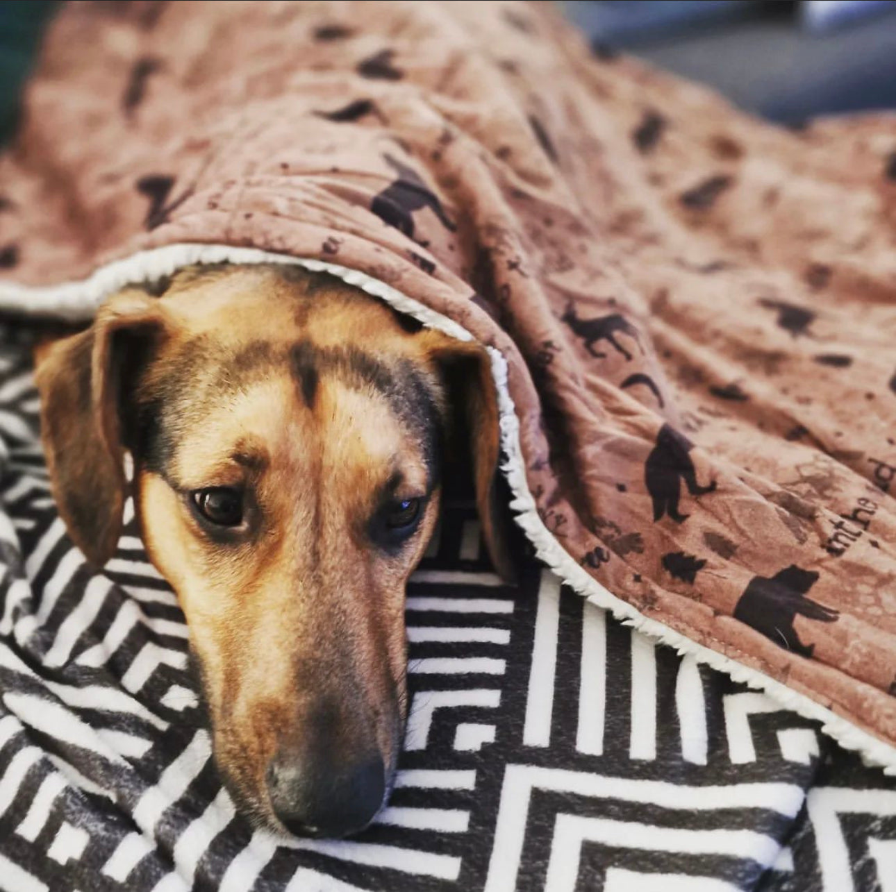 Wanderlust blanket - fleece dog blanket
