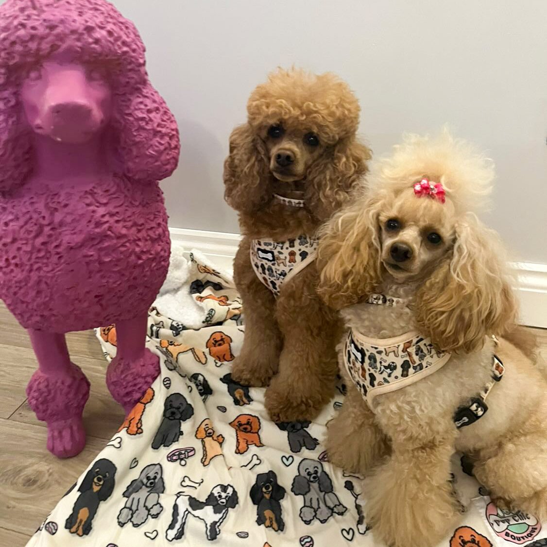 Oodles of Poodles Collar - Pup Chic Boutique