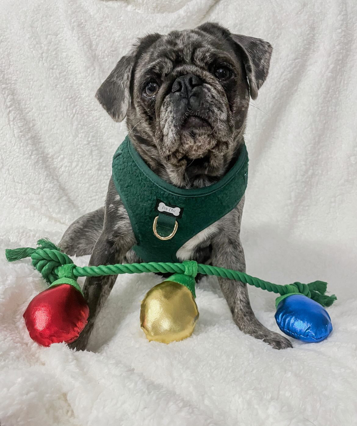 Belt for pug store dog