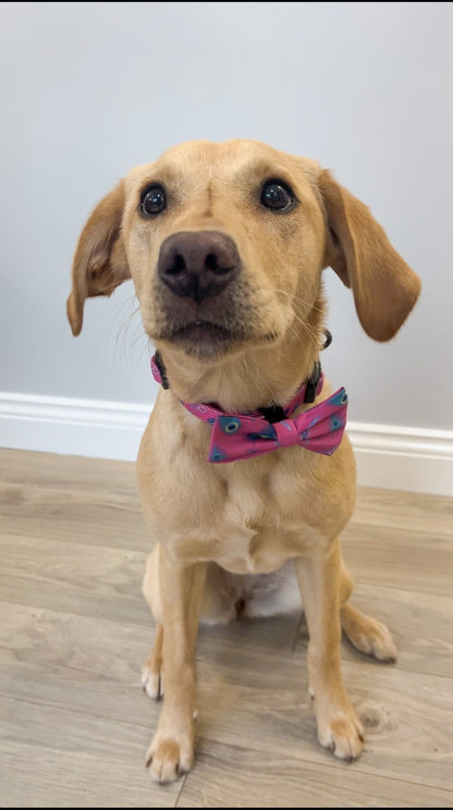 Peacock Power Bow Tie - hot pink peacock feather dog bow - Pup Chic Boutique