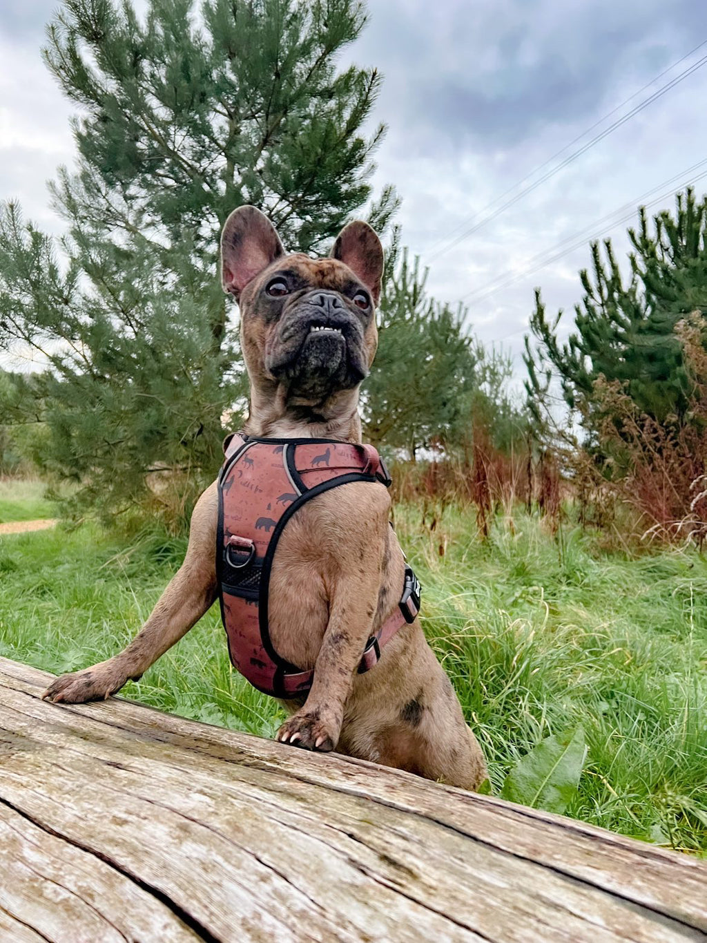 Wanderlust Tuff Stuff harness - old style - no pull harness with handle - Pup Chic Boutique