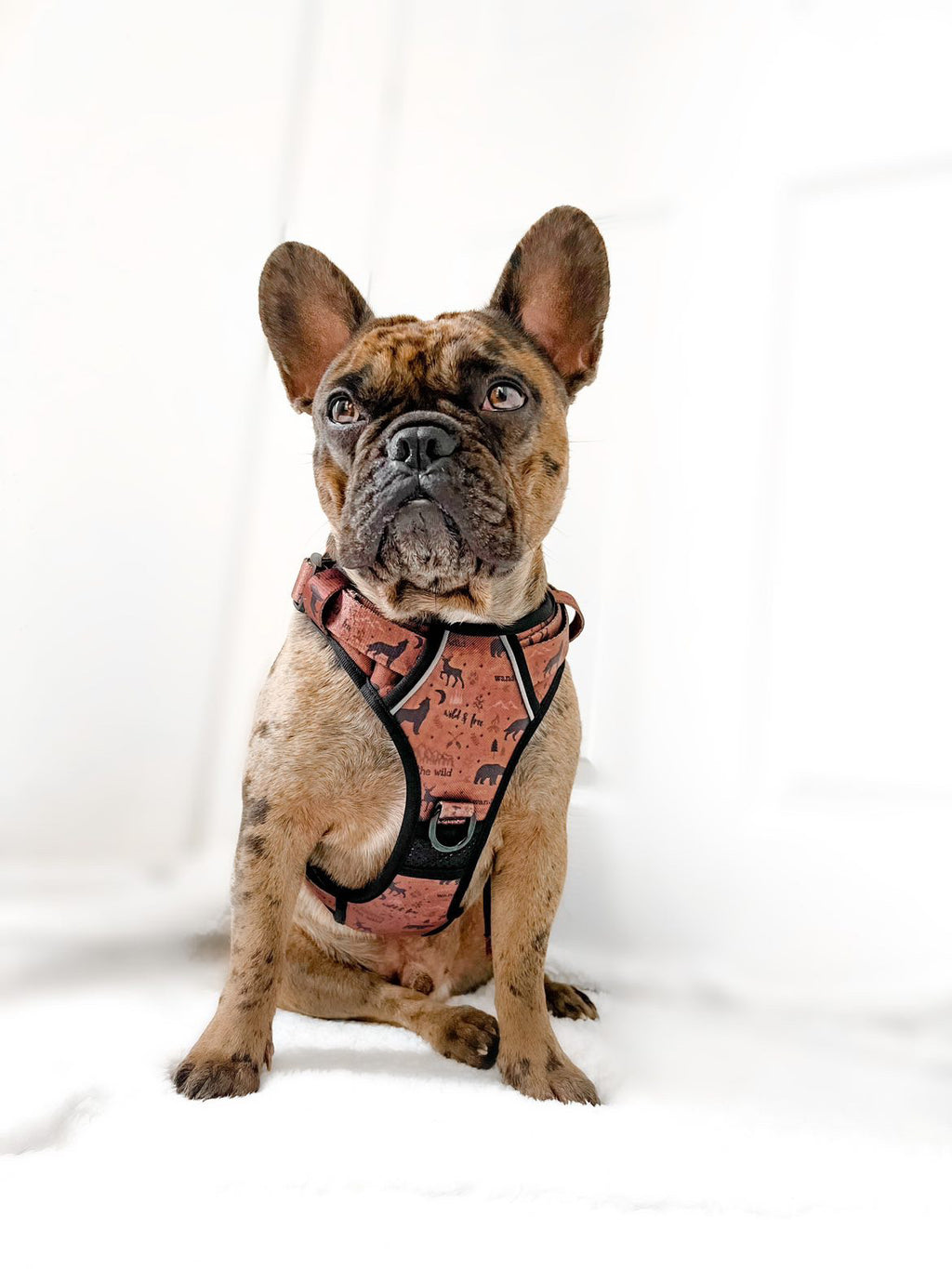 Wanderlust Tuff Stuff harness - old style - no pull harness with handle - Pup Chic Boutique