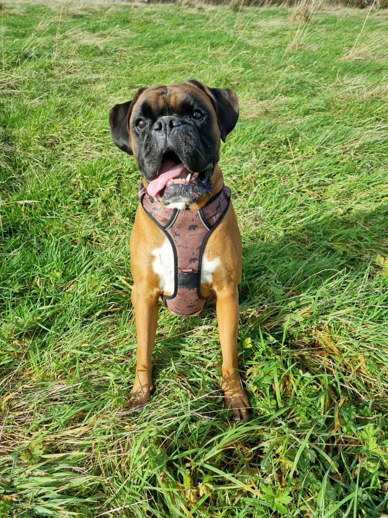Wanderlust Tuff Stuff harness - old style - no pull harness with handle - Pup Chic Boutique