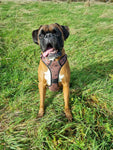 Wanderlust Tuff Stuff harness - no pull harness with handle