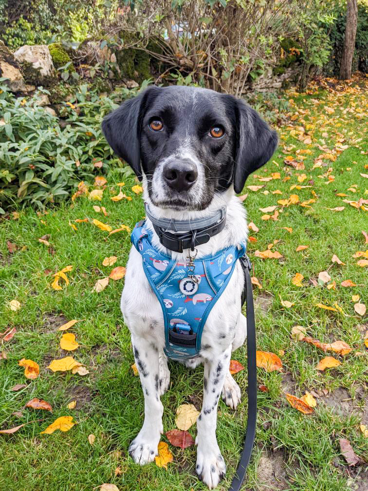 Lazy Sloth Tuff Stuff dog harness - three clip teal dog harness with handle - Pup Chic Boutique