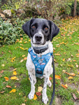 Lazy Sloth Tuff Stuff harness - no pull harness with handle