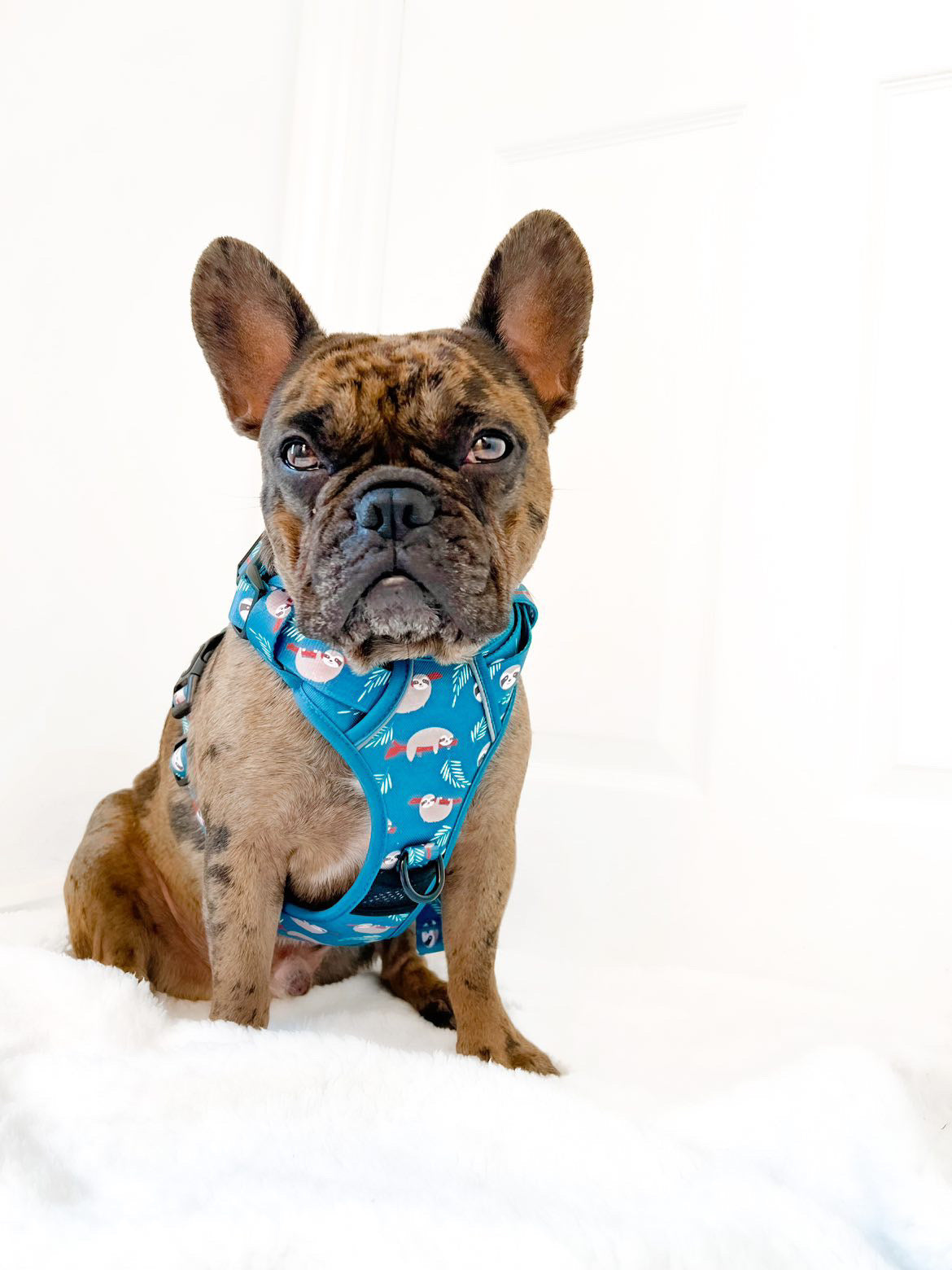 Lazy Sloth Tuff Stuff dog harness - three clip teal dog harness with handle - Pup Chic Boutique