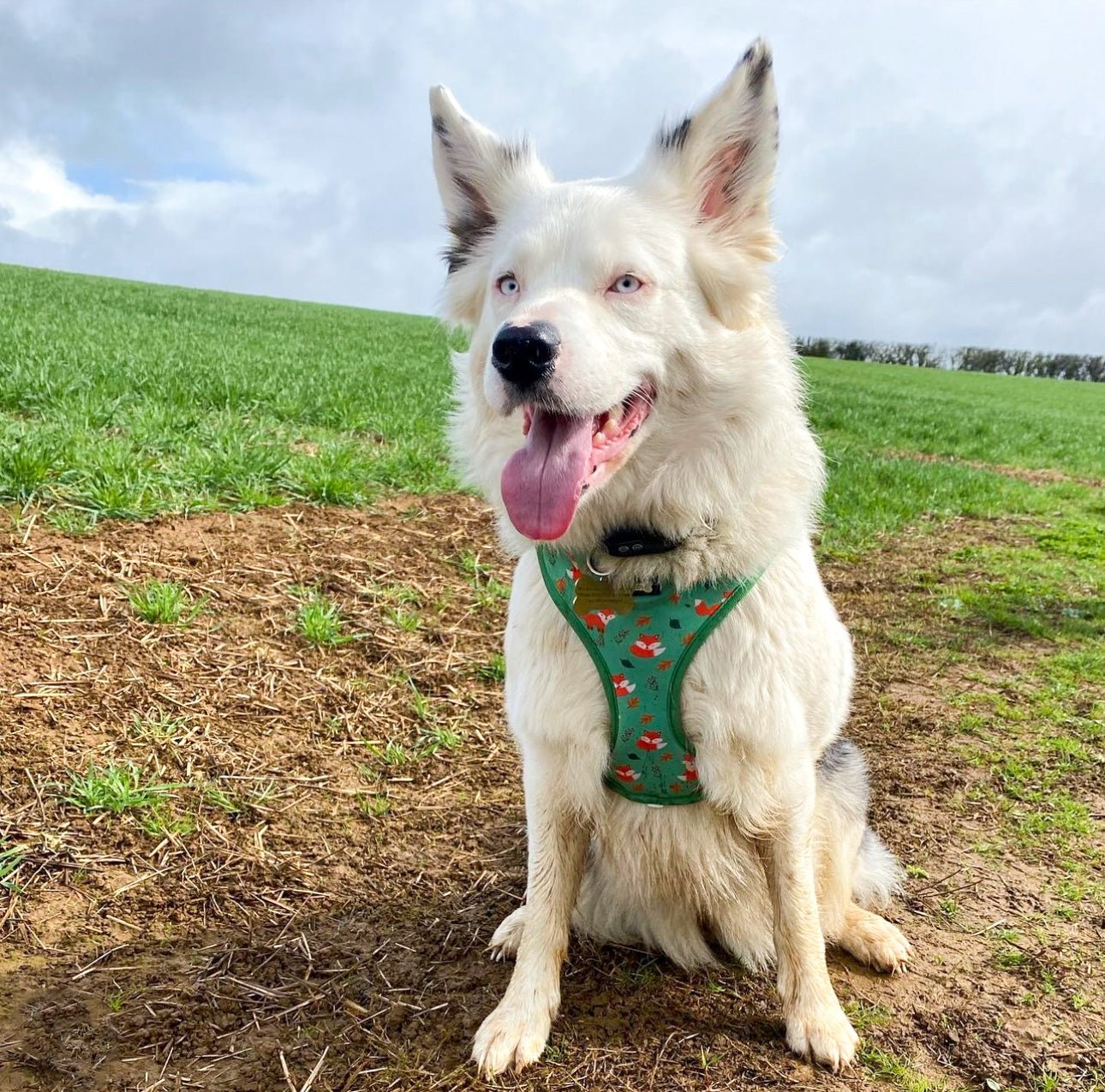 Inquisitive Fox Adjustable Dog Harness – FINAL SALE! (Large & XL Only) - Pup Chic Boutique