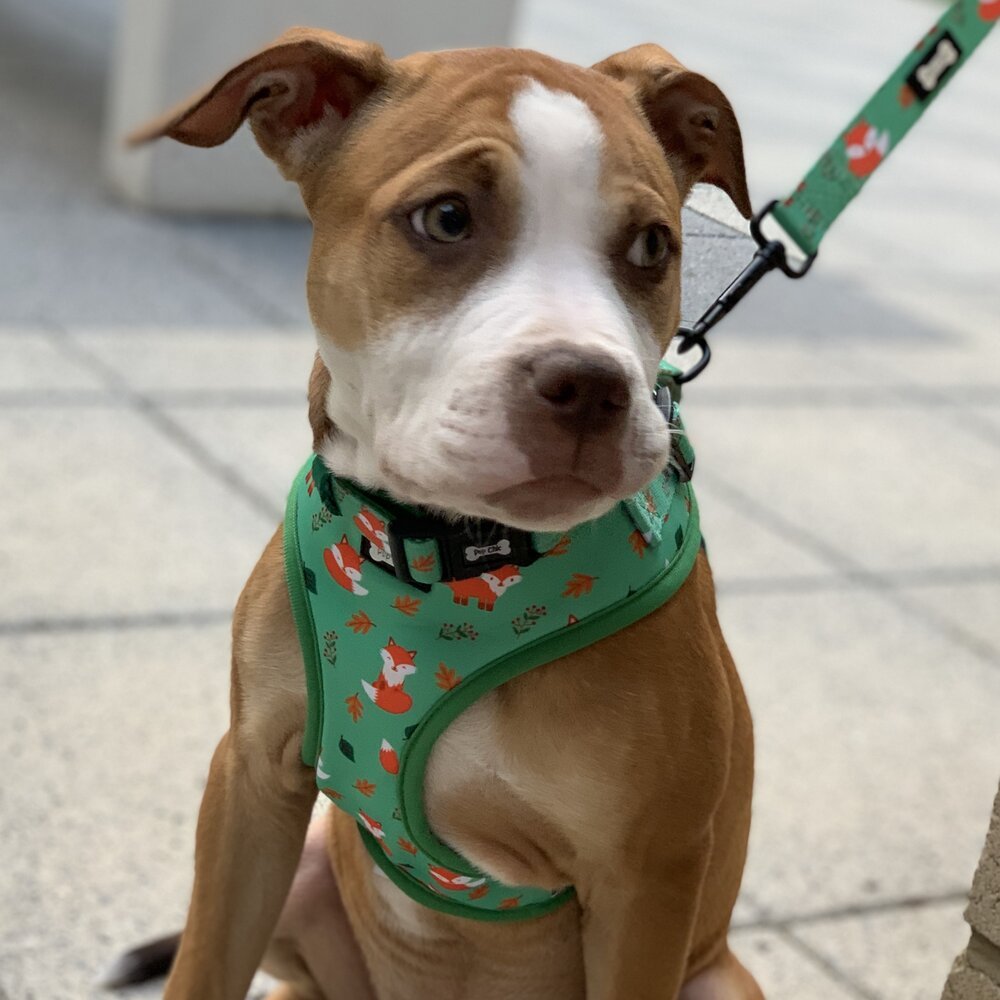 Inquisitive Fox Adjustable Dog Harness – FINAL SALE! (Large & XL Only) - Pup Chic Boutique