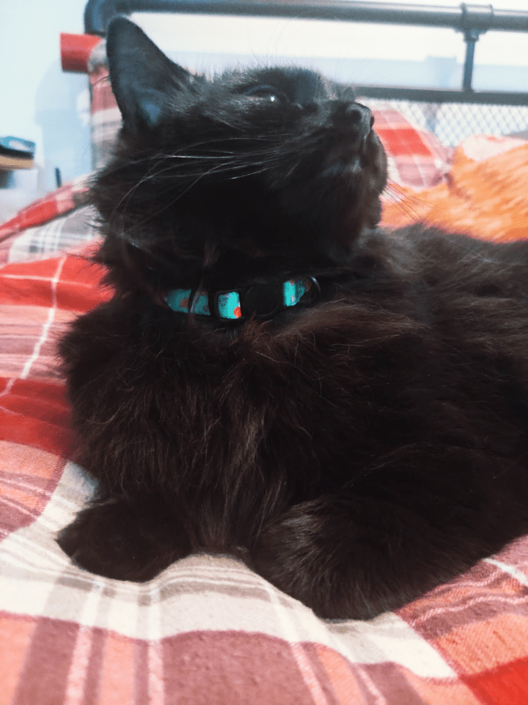 Inquisitive Fox Cat Collar - Pup Chic Boutique