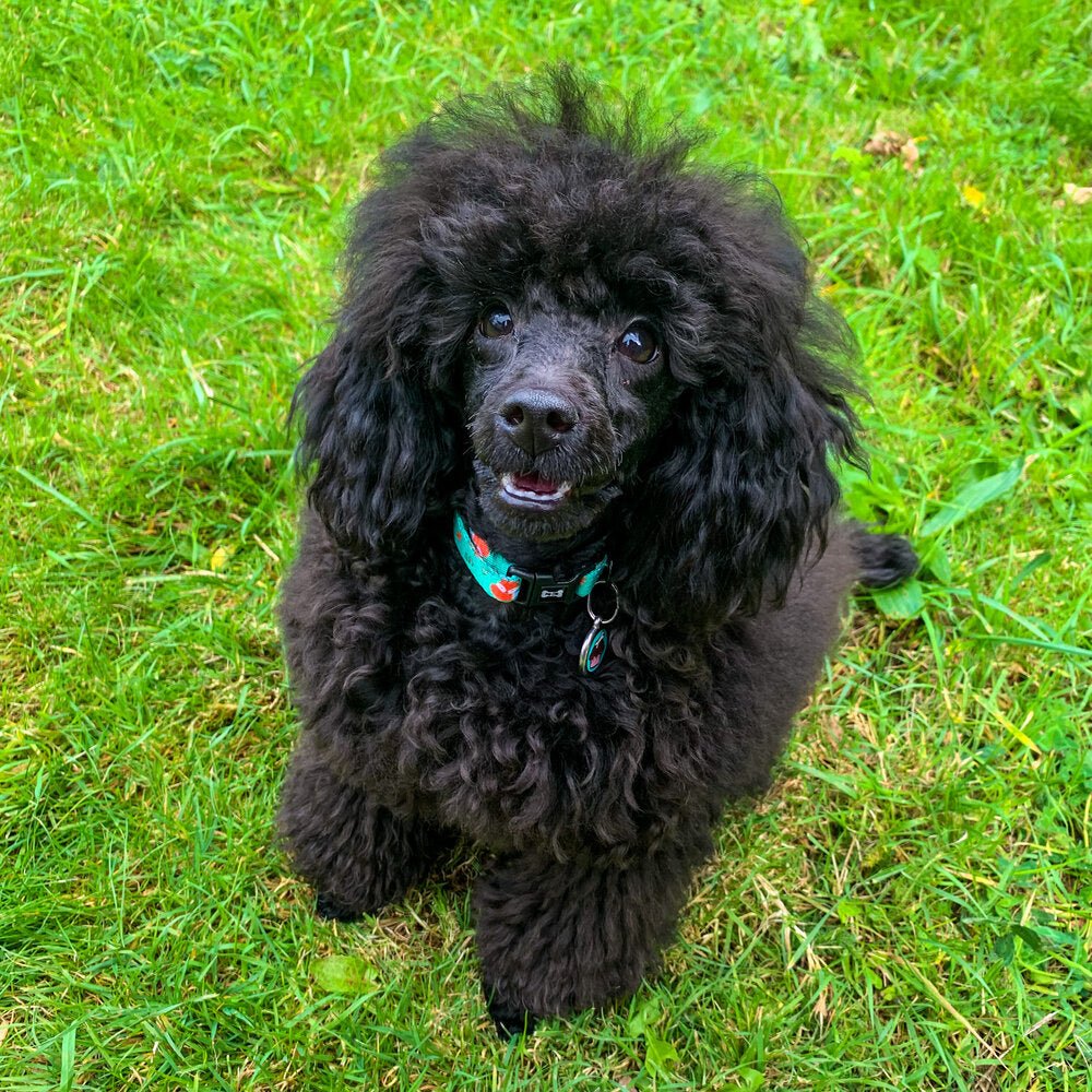 Inquisitive Fox Collar - Pup Chic Boutique